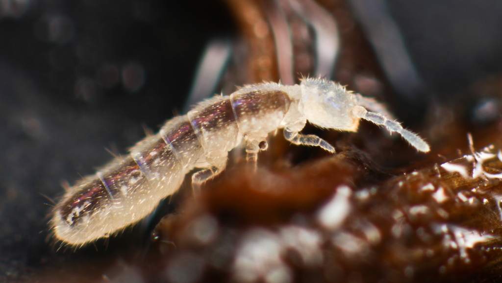 Springtail