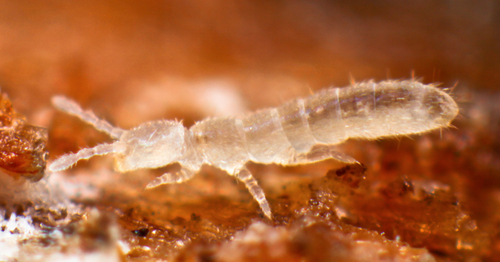 Temperate White Springtail photo 4