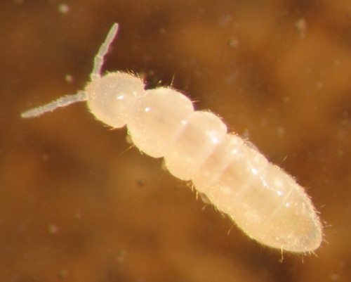 Temperate White Springtail photo 3