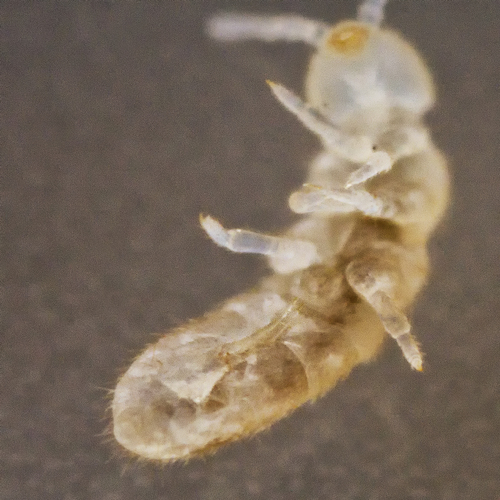 Temperate White Springtail photo 5