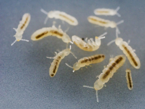Temperate White Springtail photo 6