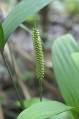 Geonoma macrostachys