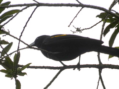 Cacicus chrysonotus