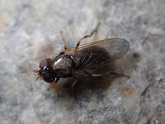 Cheilosia pagana