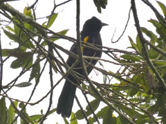 Cacicus chrysonotus