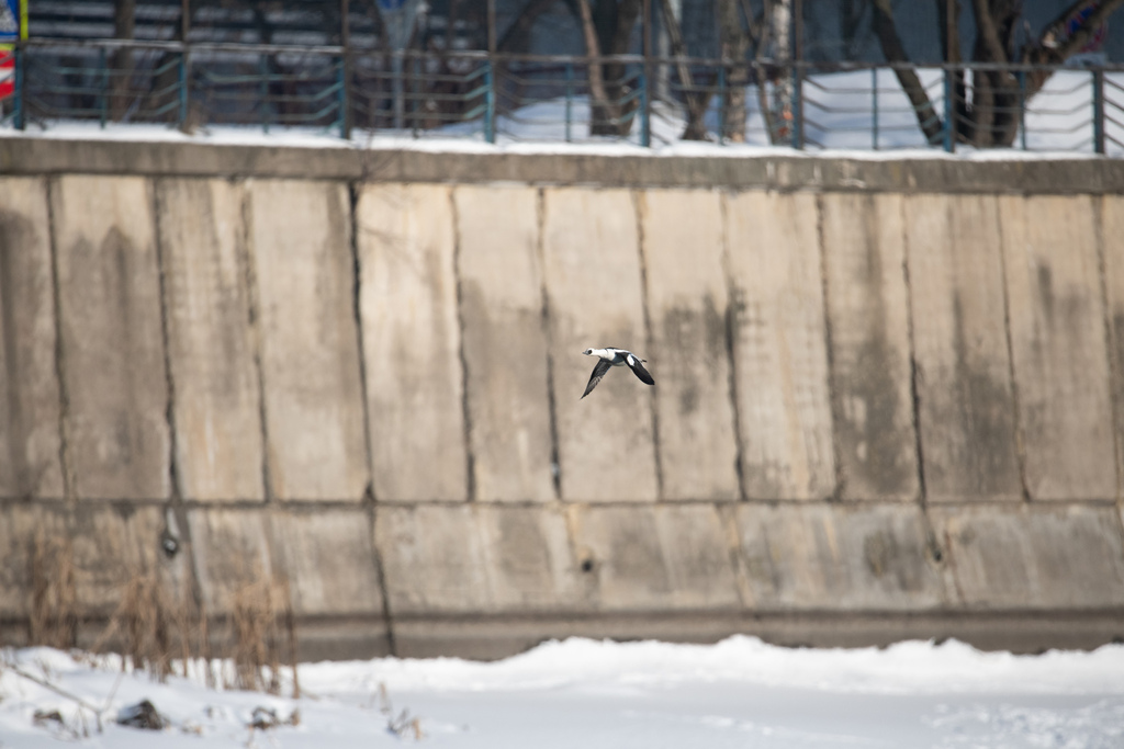 Smew from Юго-Восточный административный округ, Москва, Россия on ...