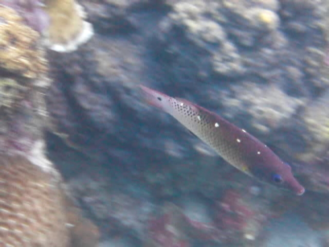 False Diana's Pigfish