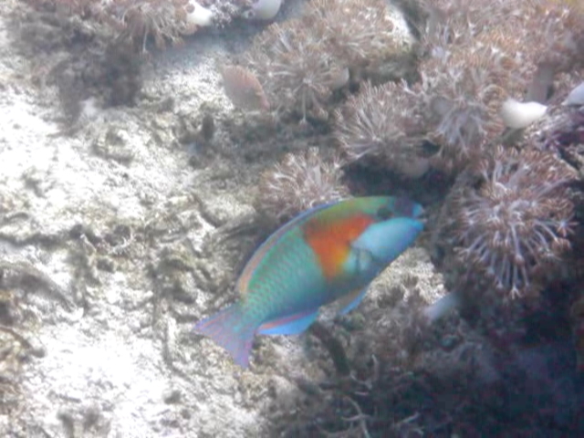 Bower's Parrotfish