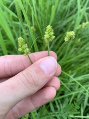 Carex muehlenbergii