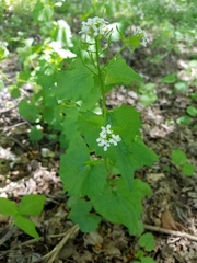 Alliaria petiolata