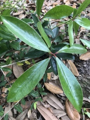 Ternstroemia gymnanthera