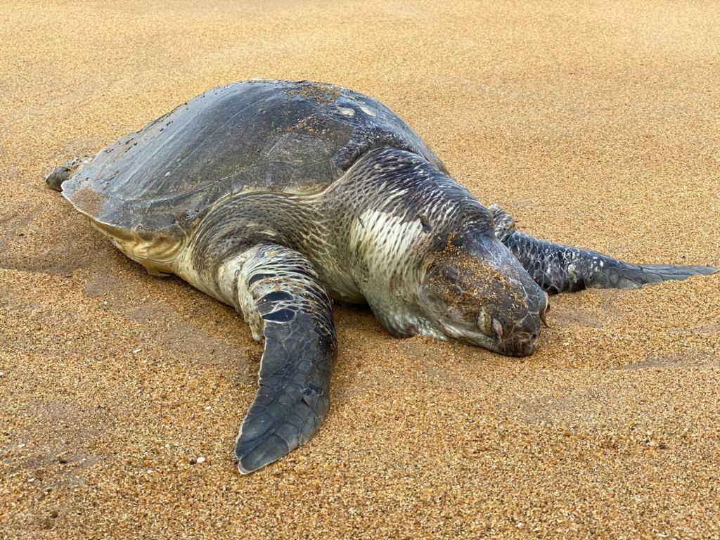 Olive Ridley Sea Turtle in July 2022 by Goshitha Supesha Ggunarathna ...