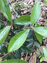 Ternstroemia gymnanthera