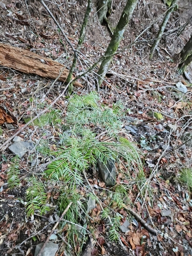 Image of Pseudotsuga wilsoniana by (c) Yu-Chang Chen, some rights reserved (CC BY)