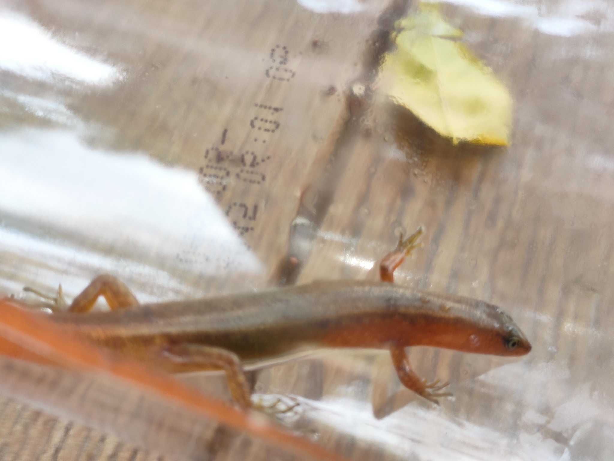 Black Ground Skink photo 4