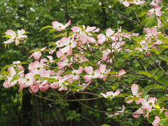 Cornus florida rubra
