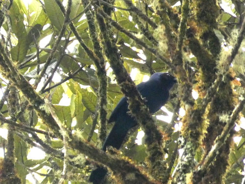Cyanolyca armillata