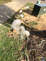 Hypochaeris chillensis