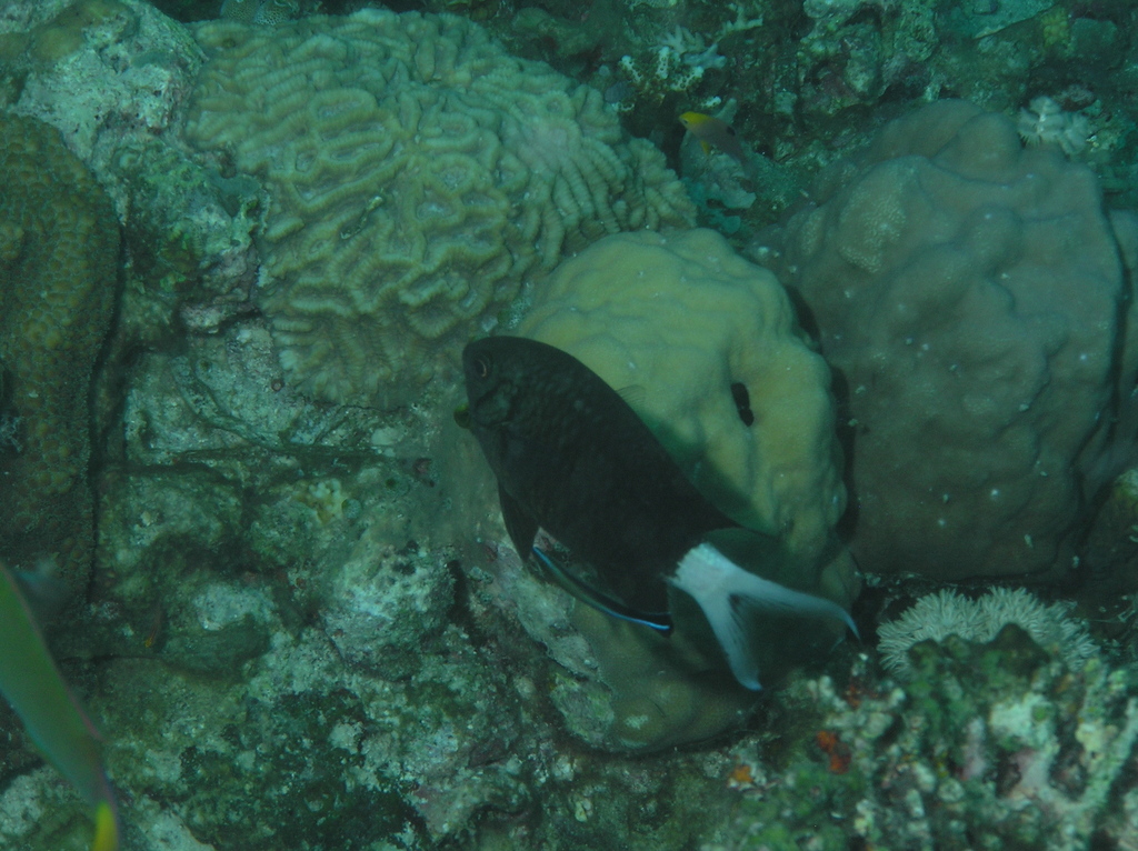 Black Chromis