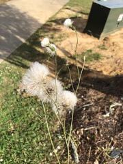 Hypochaeris chillensis