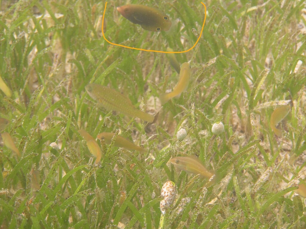 Geographic wrasse