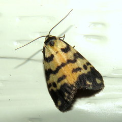 Thallarcha jocularis