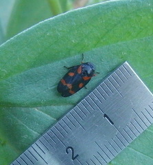 Cercopis intermedia
