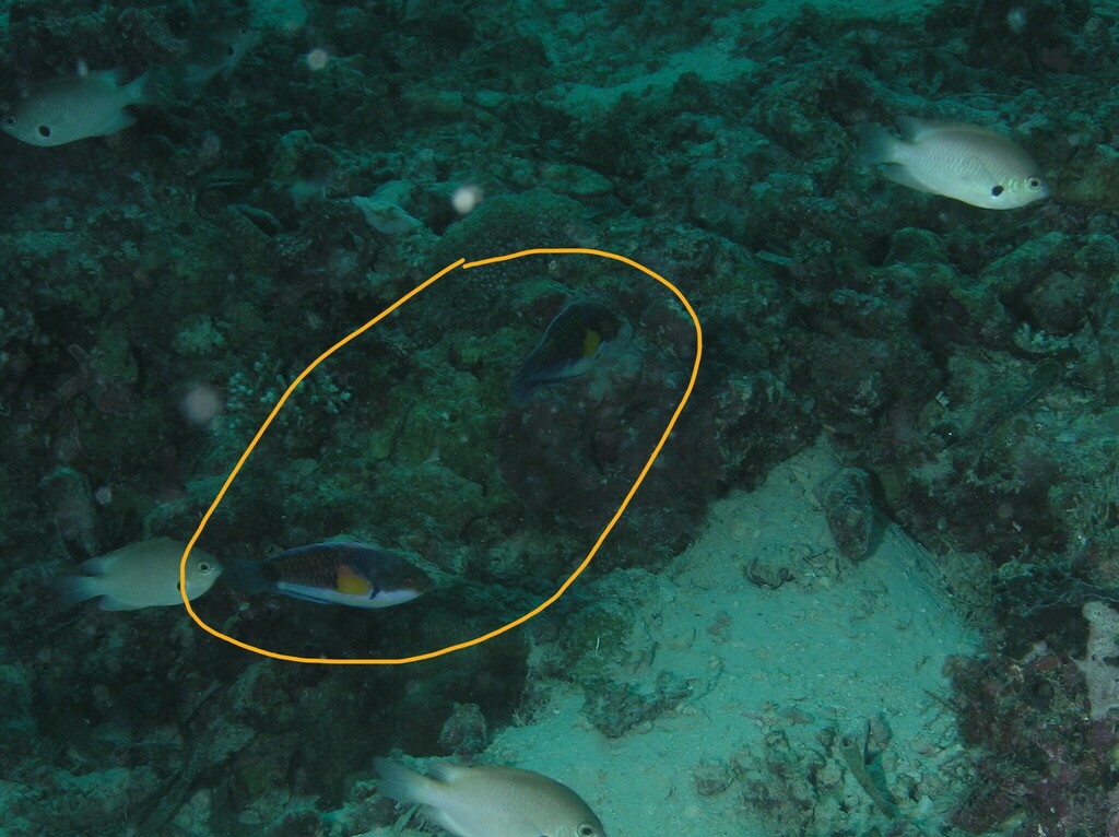 Ryukyu Fairy Wrasse