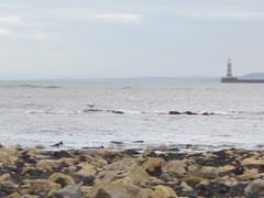 Haematopus ostralegus