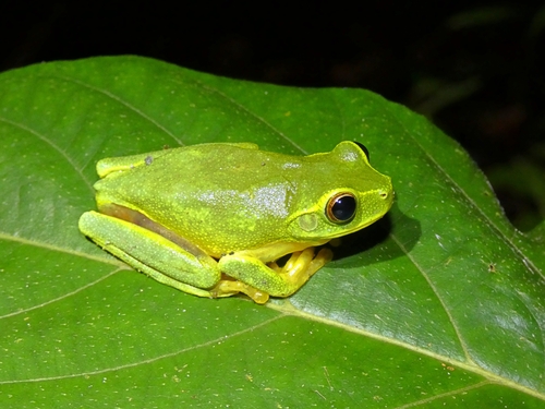 Chlorohyla gracilenta