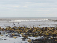 Haematopus ostralegus