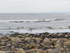 Haematopus ostralegus
