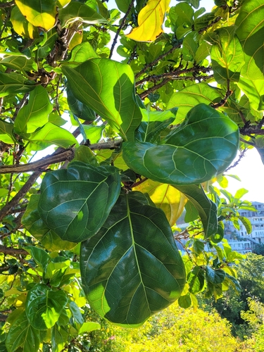 Foto de Figueira-lira
