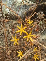 Bloomeria crocea