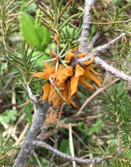 Gymnosporangium clavariiforme