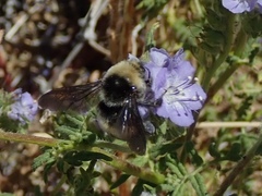 Bombus crotchii