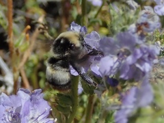 Bombus crotchii