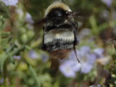 Bombus crotchii
