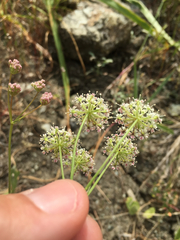 Perideridia pringlei