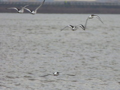 Haematopus ostralegus