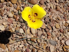 Calochortus aureus