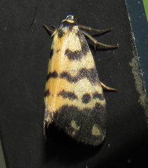 Thallarcha jocularis