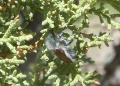 Paracotalpa granicollis