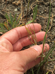 Perideridia pringlei