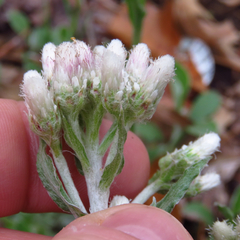 Antennaria parlinii