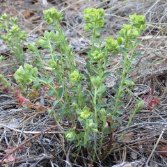 Euphorbia yaquiana