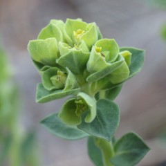 Euphorbia yaquiana