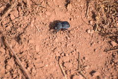 Microschatia inaequalis