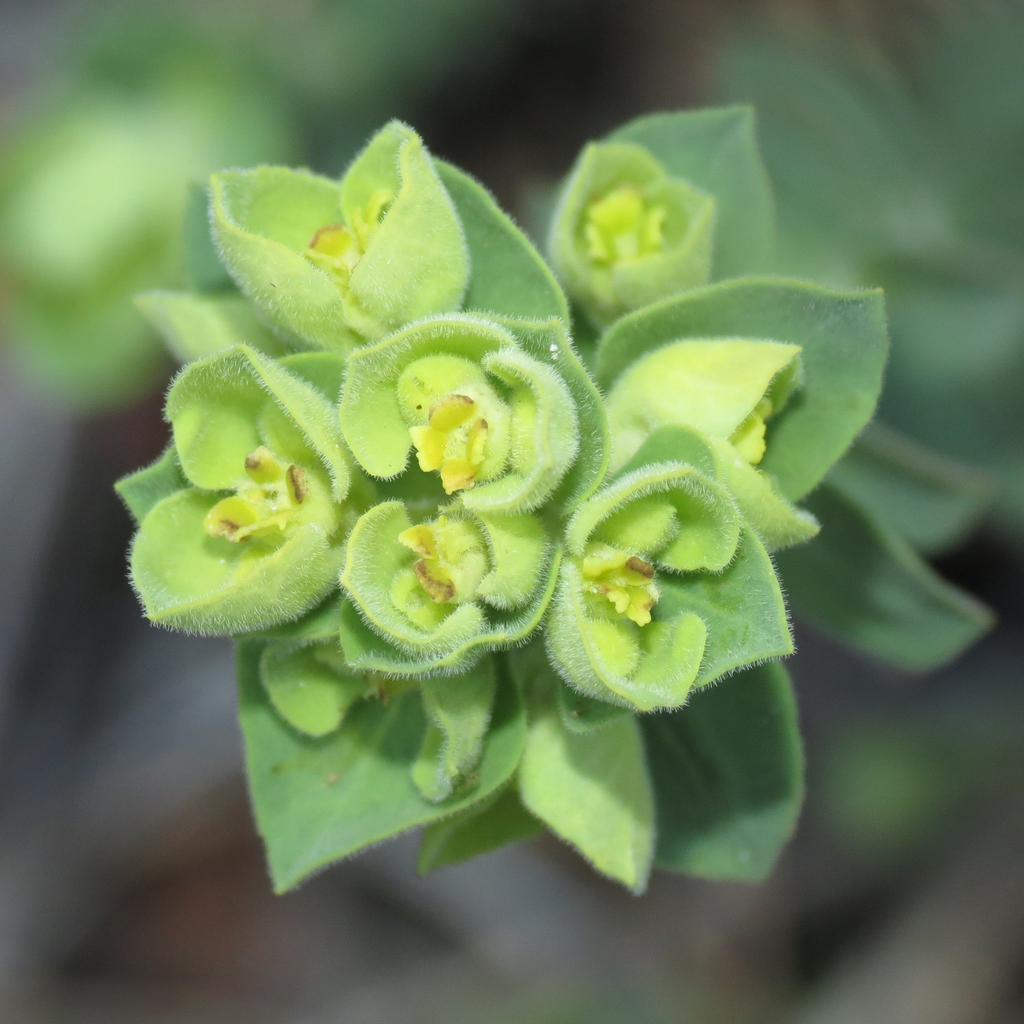 Euphorbia yaquiana