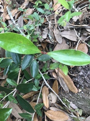 Ternstroemia gymnanthera